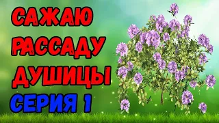 Как посадить душицу (орегано)