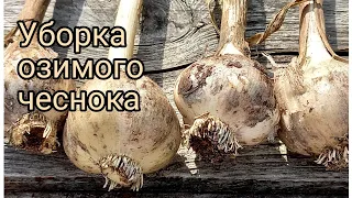 Уборка озимого чеснока.