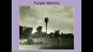 Purple Martins Advanced Training