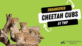 Heartwarming journey of endangered cheetah cubs at Tanganyika