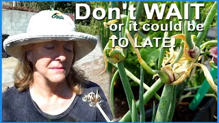 Egyptian Walking Onions Container Gardening Winter Vegetable 🌿 How to Propagate Plant Harvest & Eat