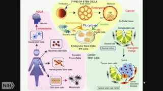 TRACO 2015: Stem Cells - Epigenetics