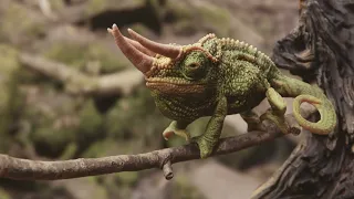 Blender Chameleon animation - Gotcha!