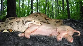 Boa Constrictor Eats an Entire Pig!