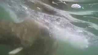 Asian elephant Samudra swims underwater at Elephant Lands