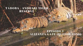 TADOBA-ANDHARI TIGER RESERVE | Alizanza Gate | Buffer Zone | Ep 1 in Hindi | CHOTA MATKA | Safari