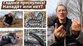 Гадюки проснулись! Нападет или нет?