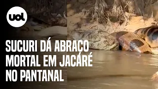 Sucuri gigante dá 'abraço da morte' em jacaré no Pantanal; veja vídeo