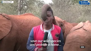 CUTENESS ALERT: BABY ELEPHANT INTERRUPTS KENYAN REPORTER DURING STANDUP