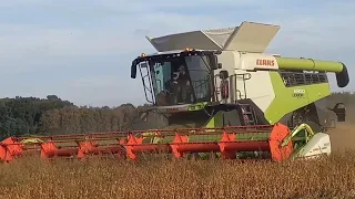 Gut Hohen Luckow Claas Lexion 6900 Bio Sojabohnen dreschen