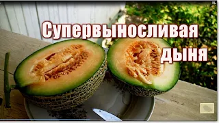 409_Супервыносливая дыня