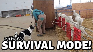 WINTER STORM LOCK DOWN!! ...we are in FULL winter survival mode in the sheep barn. | Vlog 756