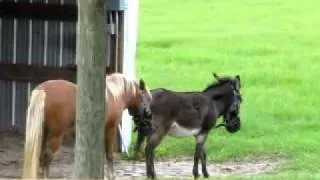 Donkey and Pony Playing