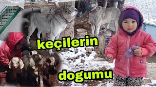 BABİ ÇİFTLEŞME DÖNEMİDE KIZIMIN YENİ DOĞAN İKİZ OĞLAKLAR SEVİNCİ