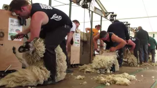 Northumberland 2016 Open Sheep shearing final - WATCH IN HD