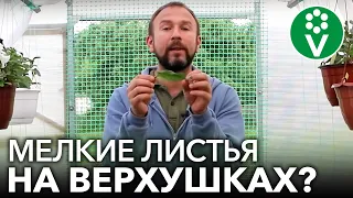 МЕЛЬЧАЮТ ВЕРХУШКИ ТОМАТОВ? Все полностью наладится, если их правильно подкормить!