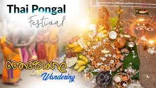 Thai Pongal Festival | Wandering තෛපොන්ගල්
