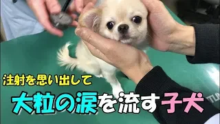 🔴注射を思い出して大粒の涙を流しちゃう子犬チワワ【みるく】【可愛い】【dog】【puppy】【病院】