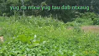 Yug na ntxhw yug tau dab ntxaug 6/13/2020