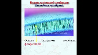 Клітинні мембрани. Функції. Будова. Клітинні оболонки. Глікокалікс. Рідинно-мозаїчна модель.