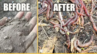 (3) TIPS | How to Attract a TON of Worms to your Garden