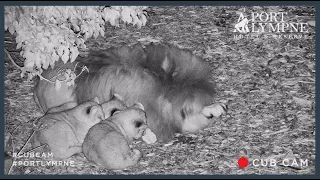 Lion Cub Cam Highlight | All Three Cubs Having A Cuddle With Dad