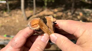 Find Abundant Fatwood In Small Dead Branches!