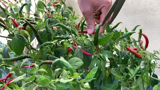 Tips for growing chili