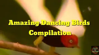 Weird & Wonderful Dancing Birds Compilation 2020