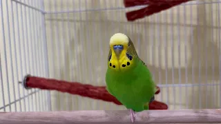 Mighty Squawk! - Boba the Budgie - Talking Parakeet