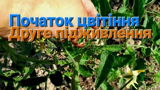 Друге підживленя Помідорів/ Бор+Кальцій під час цвітіння/Формування, Підв'язка та Полив помідорів