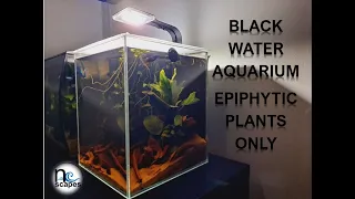 Black Water Aquascape Build Epiphytes Aquarium Plants Only For Female Betta Fish