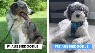 The Different Types of Aussiedoodles (Generations)