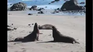 Elephant Seal Battle, San Simeon, California