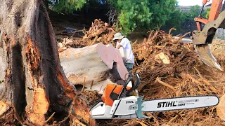 Stihl Stihl MS 661 C-M Review Chainsaw IN ACTION Review Cutting Down GIANT RUBBER TREES