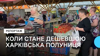 Сезон полуниці на Харківщині: як на вартість місцевої ягоди вплинула мапа бойових дій та заморозки