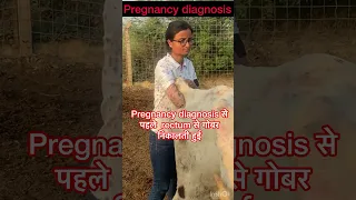 Pregnancy diagnosis in cow l Dr Umar Khan