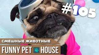 СМЕШНЫЕ ЖИВОТНЫЕ И ПИТОМЦЫ #105 АВГУСТ 2019 | Funny Pet House