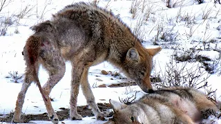 Coyote Hunting ( 6mm ARC AR-15 Suppressed )