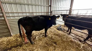 Two Cows Calving Live