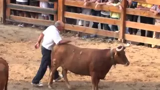 Vaca brava se deja acariciar por su dueño tras la capea de recortes.wmv