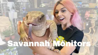 Savannah Monitor