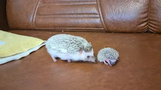 hedgehog baby carried around