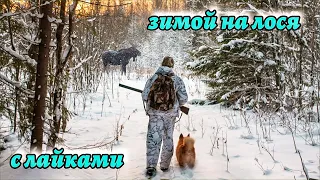 Зимняя охота на лося с лайками - трудовой день