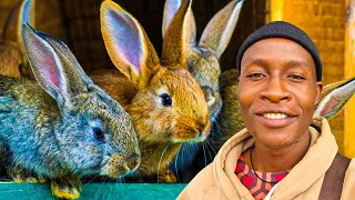 How He is Making Thousands of Dollars with Rabbit Farming in Zimbabwe Africa