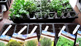 Make $500 Selling Garden Vegetable Plants at a Yard Sale: Starting 7 Great Herbs Indoors - Part 1of3