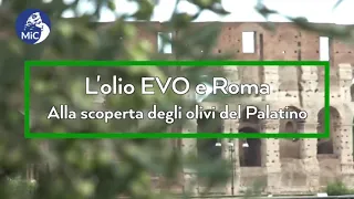 Alla scoperta degli olivi del Palatino