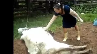 чому нетреба чіпати корову коли вона спить