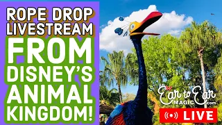 🔴 LIVE - Rope Drop Animal Kingdom Livestream - Disney World 1/26/22