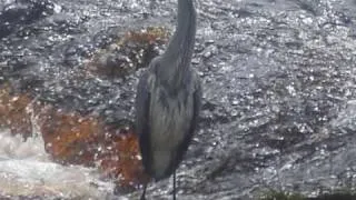 Salmon at Falls of Feugh, Banchory, Kincardineshire, Scotland